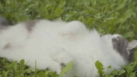 Angry cat fighting off with claws 4k Stock Footage 94256784