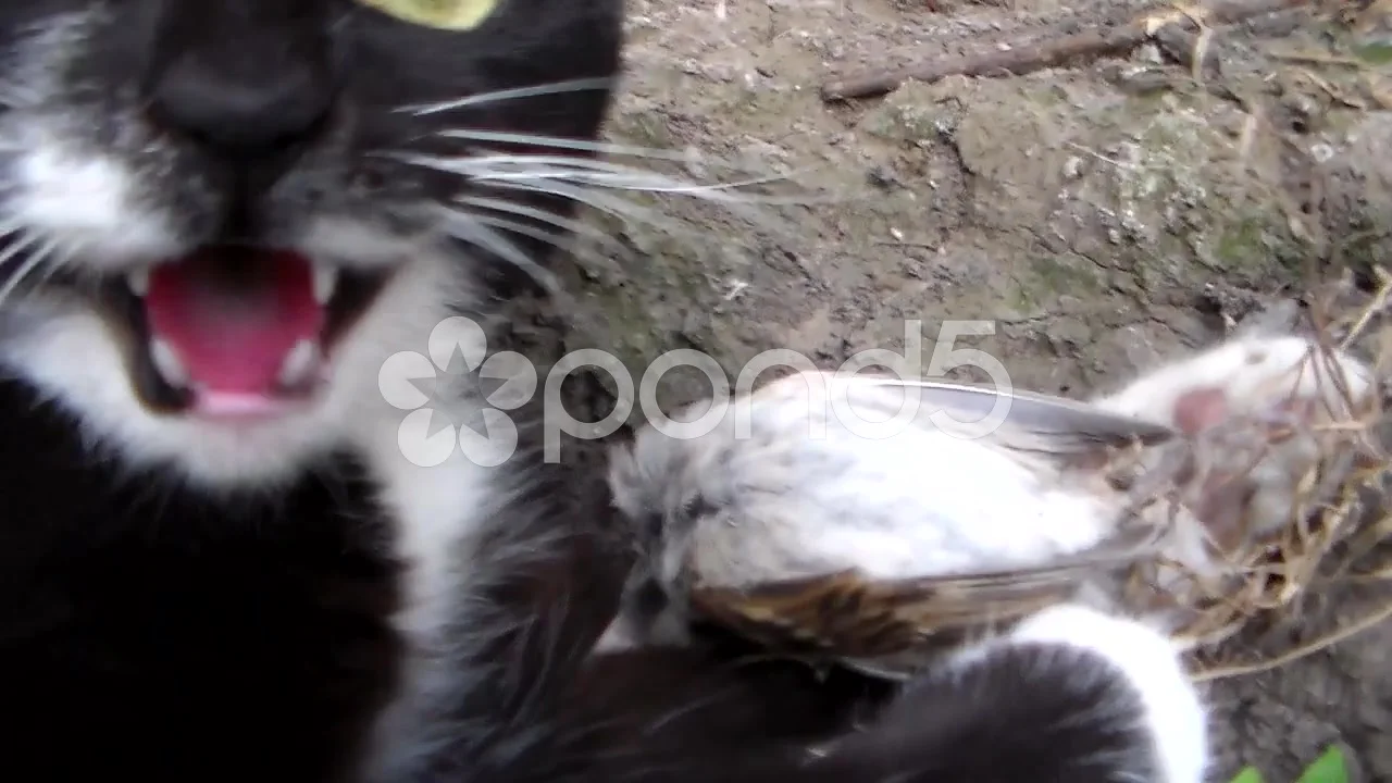 Sound included. Angry cat hissing to cam, Stock Video