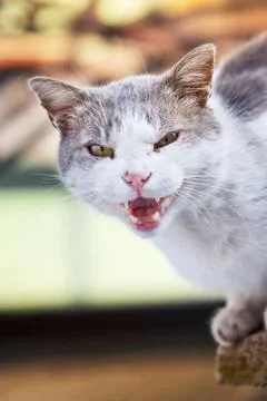 Angry cat looking at camera Stock Photos