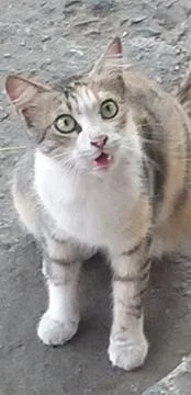 An angry cat looking Stock Photos