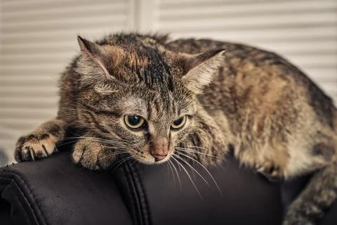 Angry cat lying Stock Photos