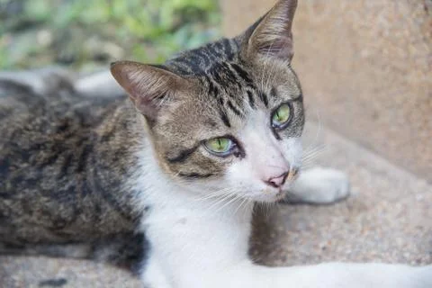 Angry cat not friendly. Stock Photos