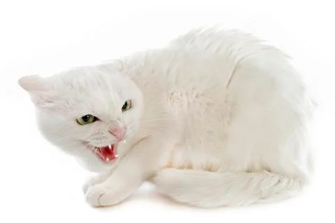 Angry cat Stock Photos