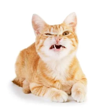 Angry cat Stock Photos