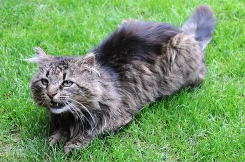 Angry cat Stock Photos