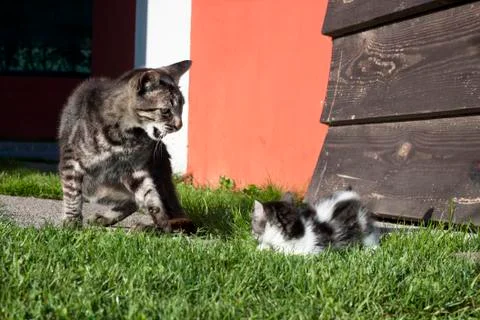 Angry cat Stock Photos