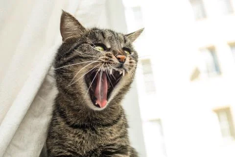 Angry cat Stock Photos