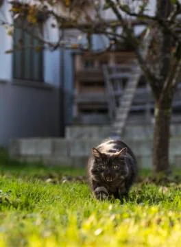 Angry cat Stock Photos