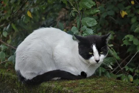 Angry cat Stock Photos