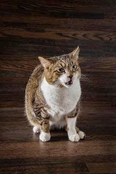 Angry cat Foto stock