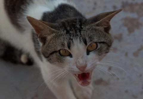 Angry Cat Stock Photos