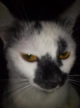 Angry cat 스톡 사진