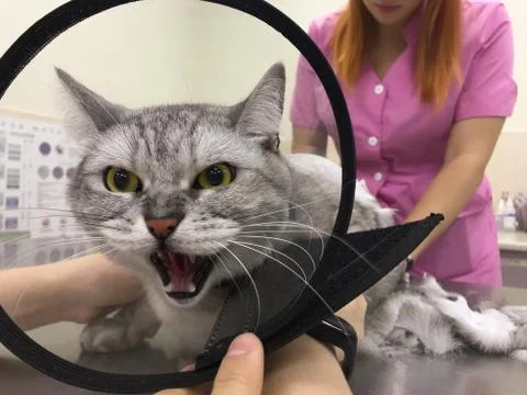 Angry cat portrait while cutting hair. Master of grooming makes haircut in Stock Photos