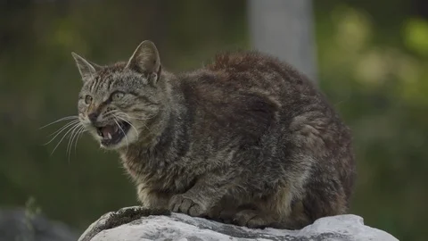 Angry cat on the rock Stock Footage 129525608
