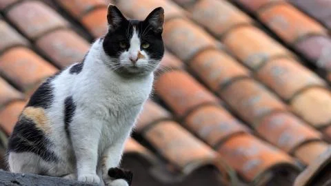 Angry cat with unhappy expression standing on the roof of old house. Cat on roof Stock Photos
