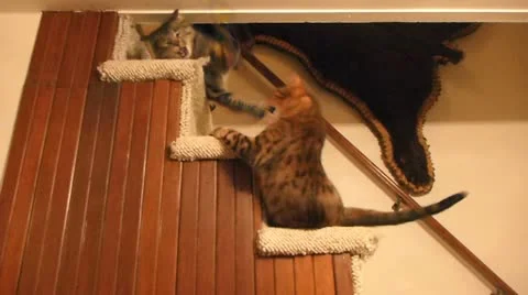 Angry Cats Stock Footage 12018083