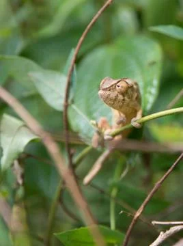 Angry chameleon Stock Photos
