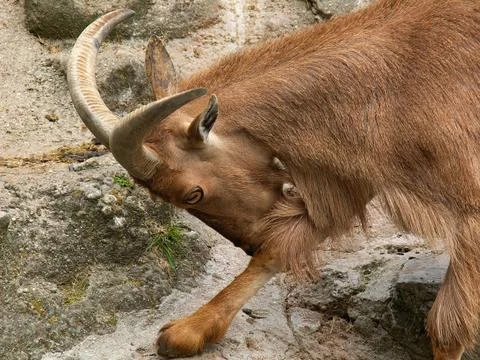 Angry chamois Stock Photos