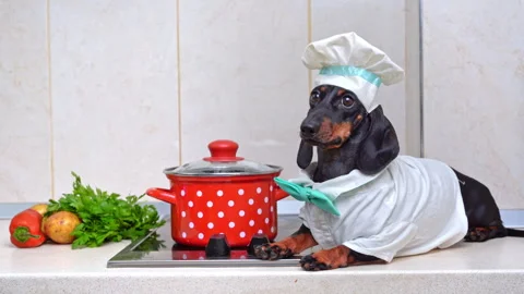 Angry chef dog in kitchen, strict controlCooking show of vegetable recipes soup Vidéo 257385385