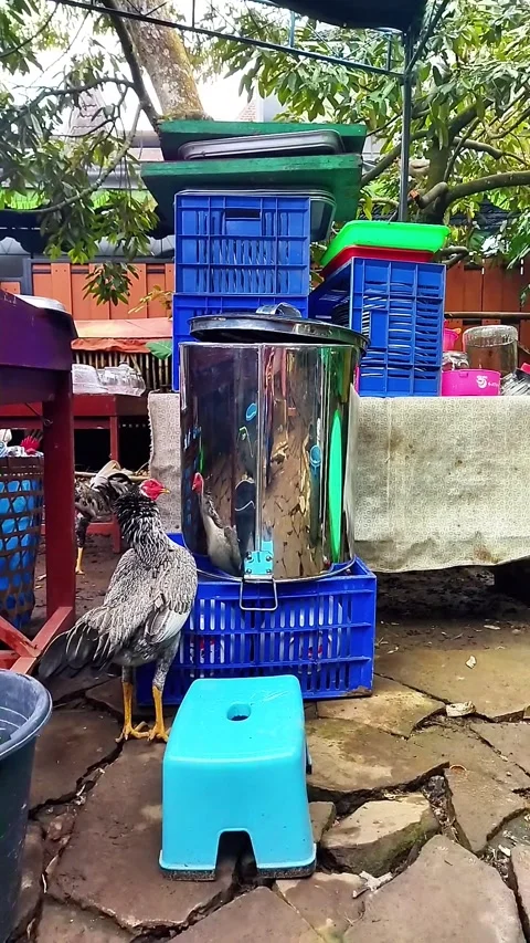 The Angry Chicken Stock Footage 287708875