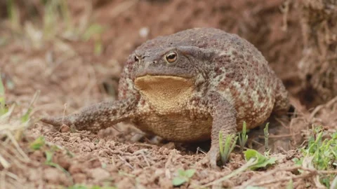 Angry common toad (Bufo bufo) displaying repeated defensive body inflation Video stock 339196106