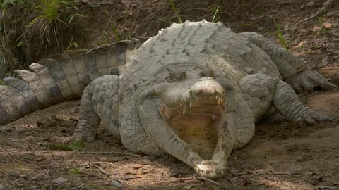 Angry Crocodile Open Jaws Ready To Bite,... | Stock Video | Pond5
