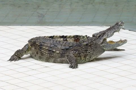 Angry crocodile Stock Photos
