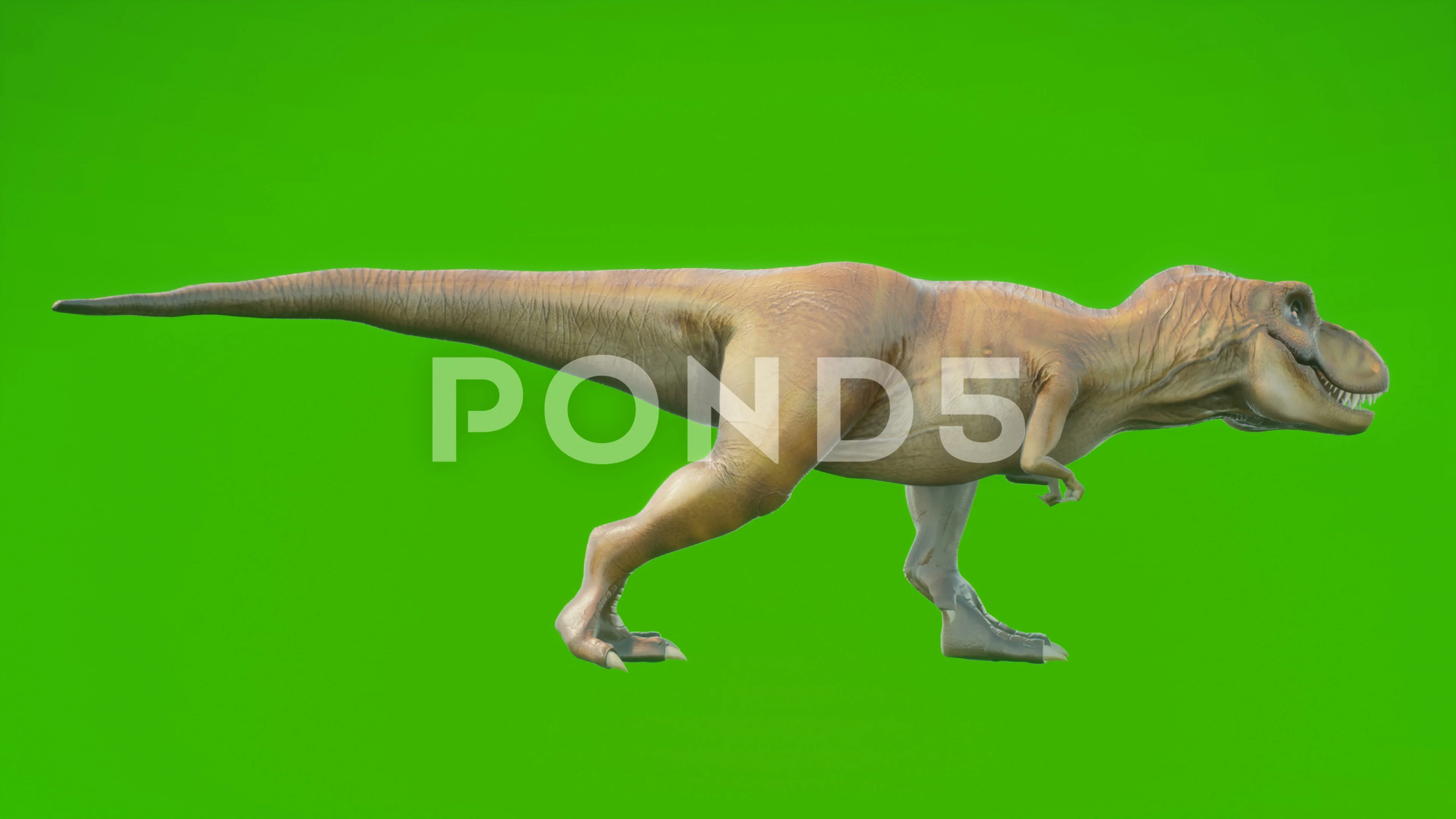 Angry T-Rex Runcycle Green Screen Close , Stock Video