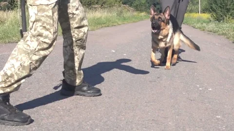 Angry dog attacks Vídeo Stock 133509808