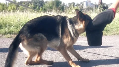 Angry dog attacks Stock Footage 133509940