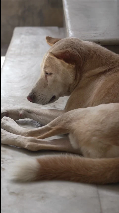 Angry Dog Barking and Moving in Street Stock Footage 320363099