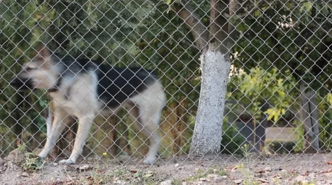 Angry dog barking Stock Footage 53277516