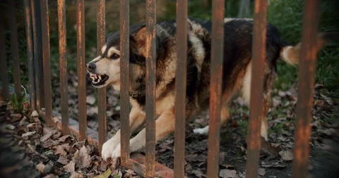 Angry Dog Barking Stock Footage 129351089
