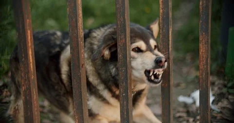 Angry Dog Barking Stock Footage 129351169