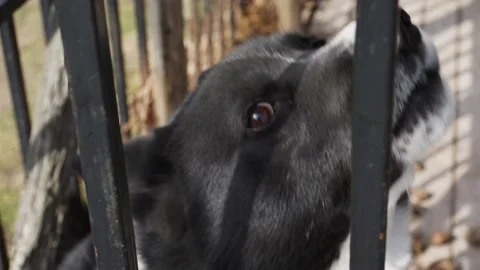 An angry dog barks while sitting in an aviary. Stock-Footage 128073615