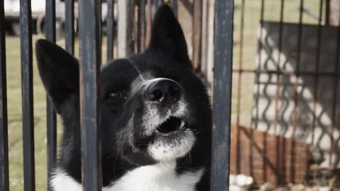 An angry dog barks while sitting in an aviary. Stock-Footage 128073703