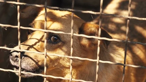 Angry Dog Behind Bars Stock Footage 79546301