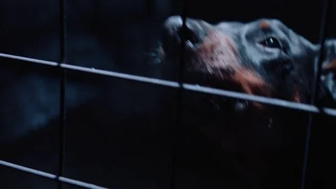 Angry dog in cage. Slow motion. Doberman Stock Footage 73550174
