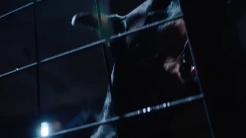 Angry dog in cage. Slow motion. Doberman Stock Footage