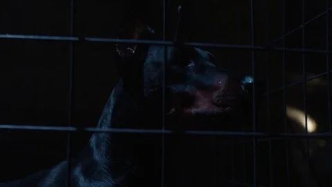 Angry dog in cage. Slow motion. Doberman Video stock 74259484