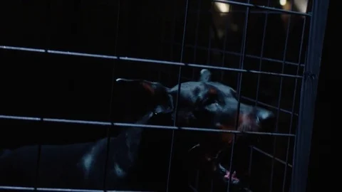 Angry dog in cage. Slow motion. Doberman Stock Footage