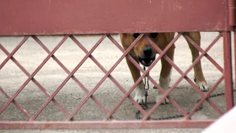 An angry dog ​​on a chain barks through a small hole in the gate Stock Footage 337651418