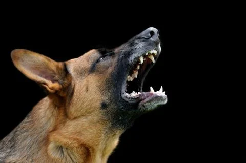 Angry dog on dark background Stock Photos