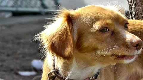 Angry dog Stock Footage 10862923