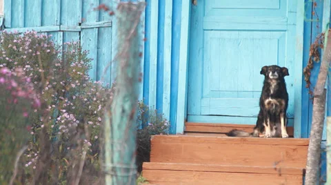 Angry dog Video stock 32361215