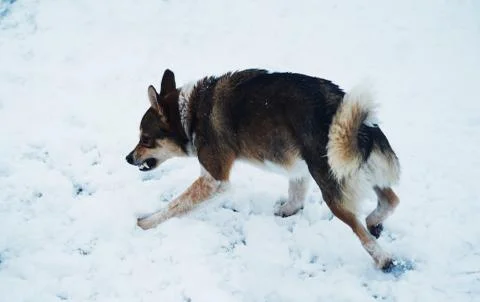 An angry dog getting ready to attack in the snow. Stock Photos