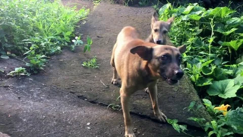 Angry dog with pup barking 02 Stock Footage 81007145