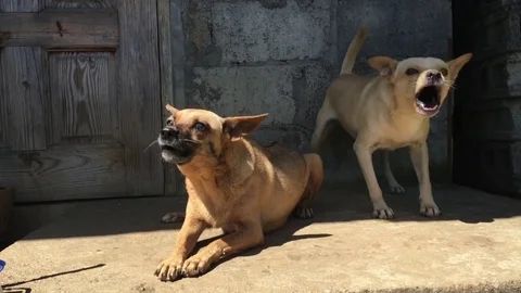 Angry dogs barking 02 Stock Footage 84563141