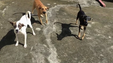 Angry Dogs barking 스톡 동영상 73753748