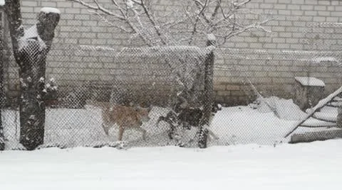 Angry dogs Vídeos de archivo 22222688